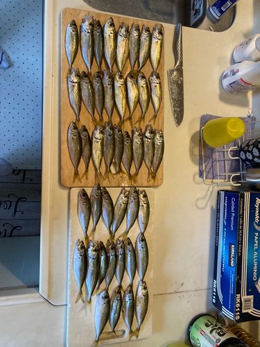 マアジの釣果