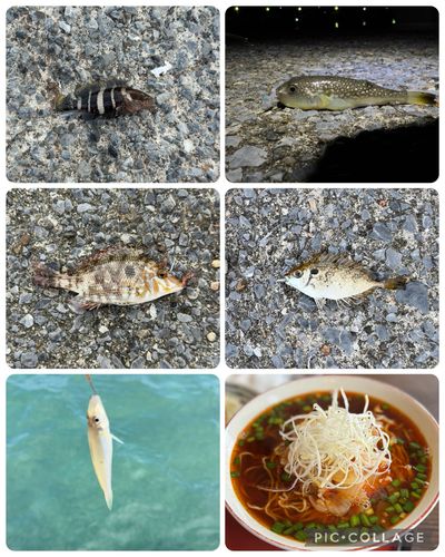 シロギスの釣果