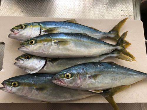 ワカシの釣果