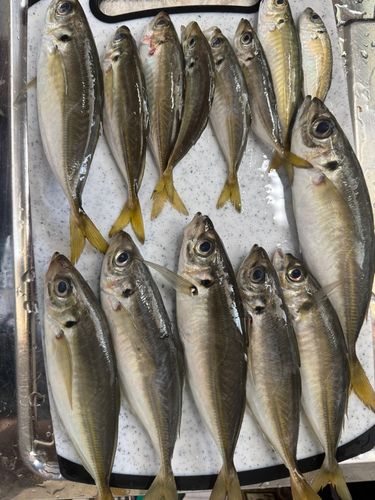 アジの釣果