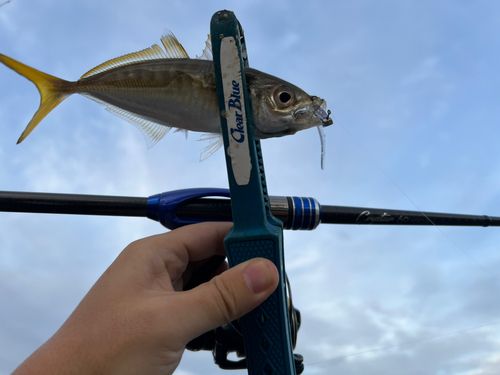 マアジの釣果