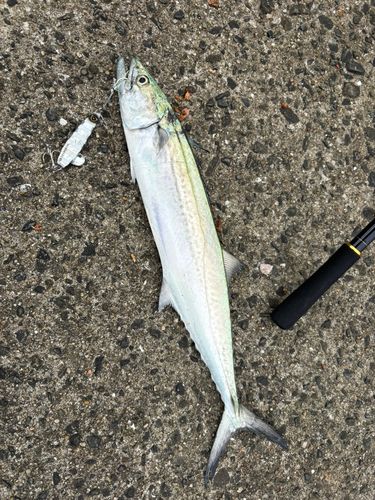 サゴシの釣果