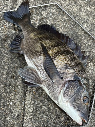 クロダイの釣果