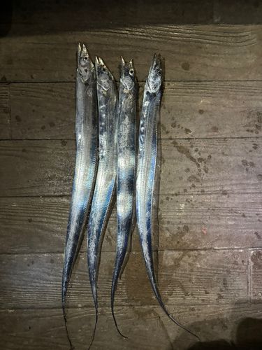 タチウオの釣果