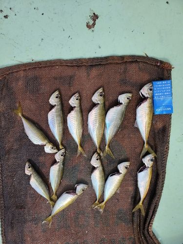 勝浦湾