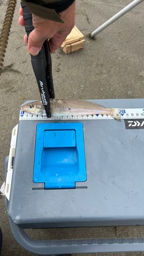 キスの釣果