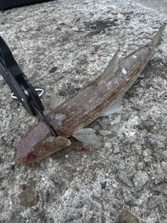 エソの釣果