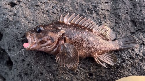 ムラソイの釣果