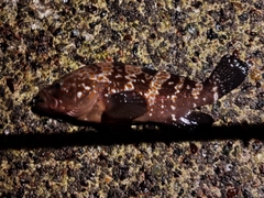 キジハタの釣果