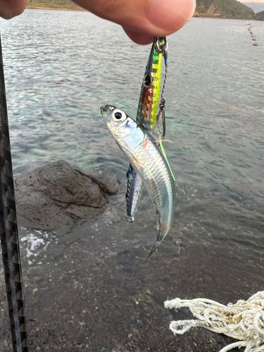 イワシの釣果