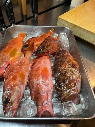 アカハタの釣果