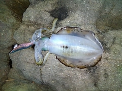 アオリイカの釣果
