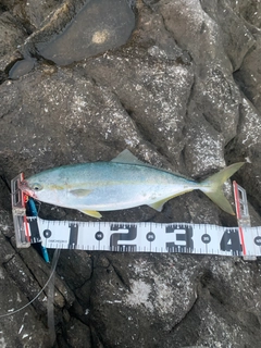 イナダの釣果