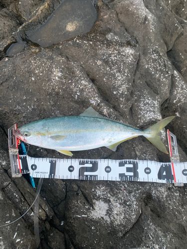 イナダの釣果