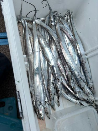 タチウオの釣果