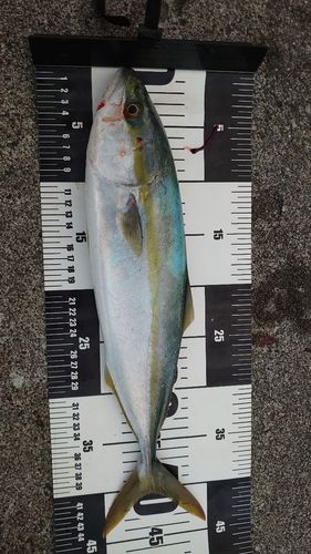 ワカシの釣果