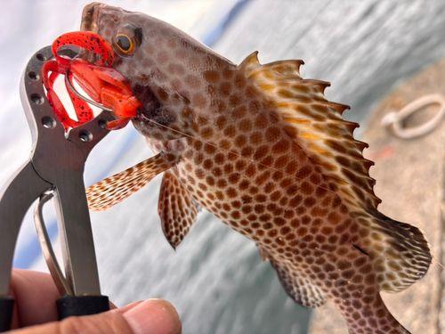 オオモンハタの釣果