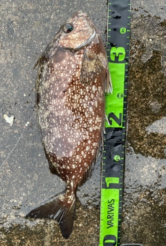 アイゴの釣果