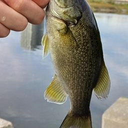 スモールマウスバス