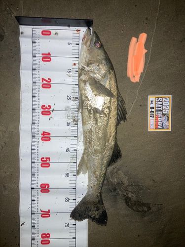 シーバスの釣果
