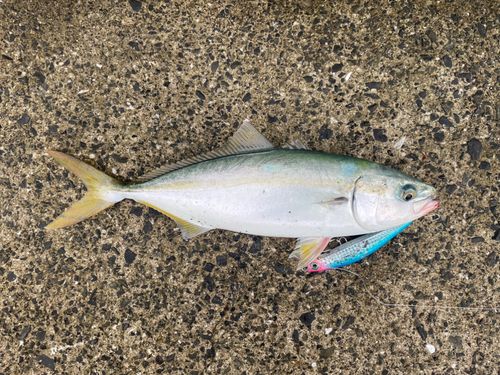 ツバスの釣果