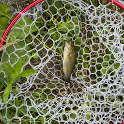 スモールマウスバス