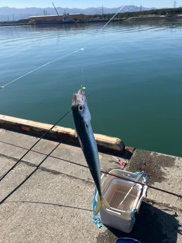 サバの釣果