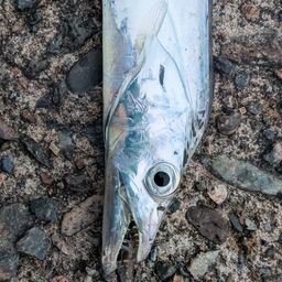 タチウオ