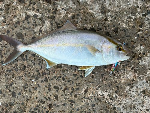 ネリゴの釣果