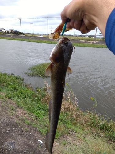 ナマズの釣果