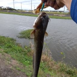 ナマズ