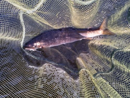 アユの釣果