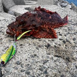 オニカサゴ