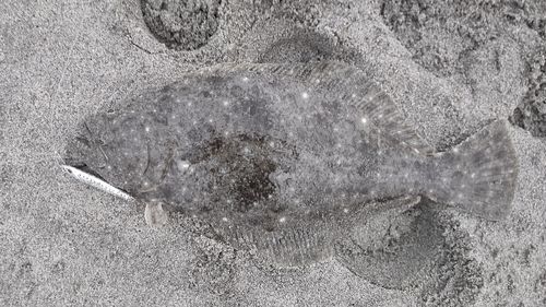 ヒラメの釣果