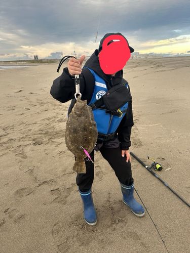 マゴチの釣果