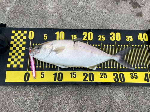 ショゴの釣果
