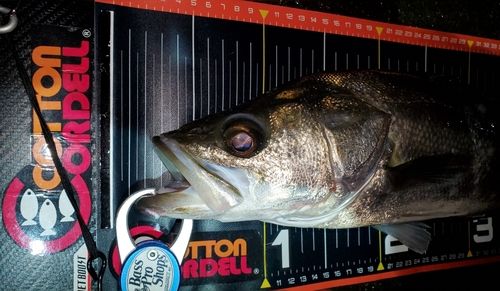 シーバスの釣果