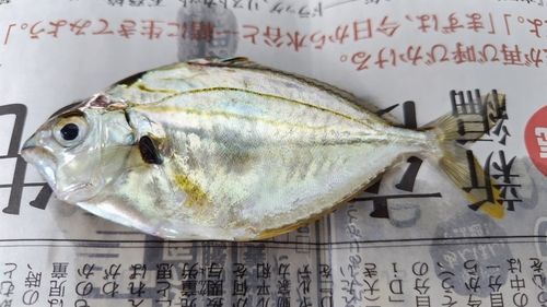 ヒイラギの釣果
