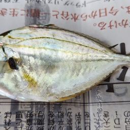 ヒイラギ