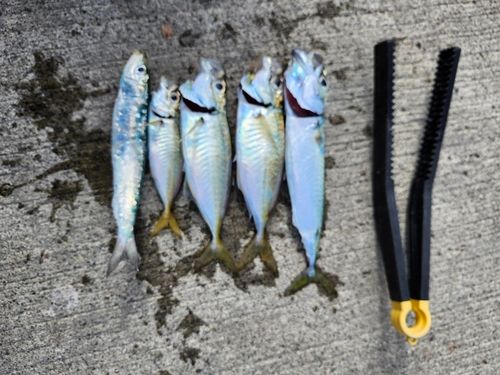 アジの釣果