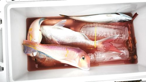 アマダイの釣果