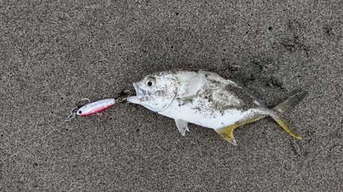 メッキの釣果