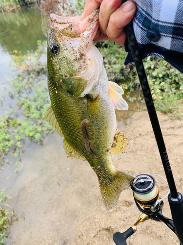 ラージマウスバスの釣果