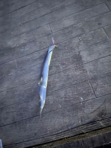 タチウオの釣果