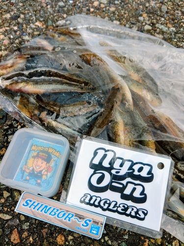 ハゼの釣果