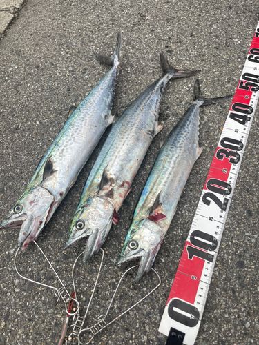 サゴシの釣果