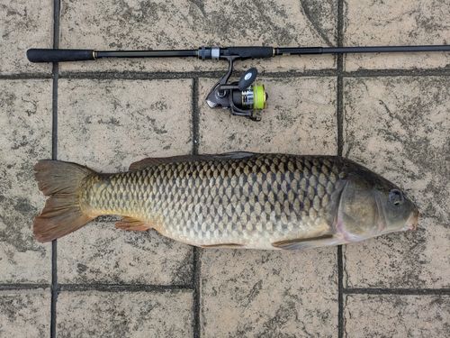コイの釣果
