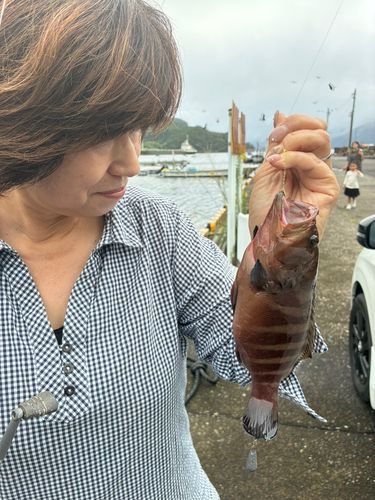 ヤミハタの釣果