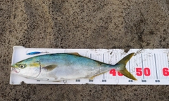 イナダの釣果
