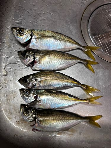 マアジの釣果